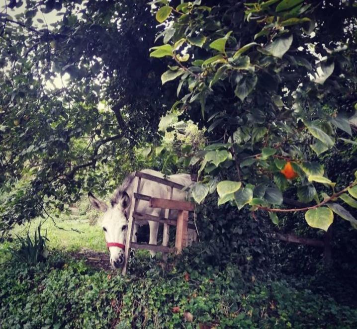 Vila La Casa Di Mo Albisola Superiore Exteriér fotografie